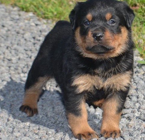 Rottweiler puppies ready to go to their new homes
