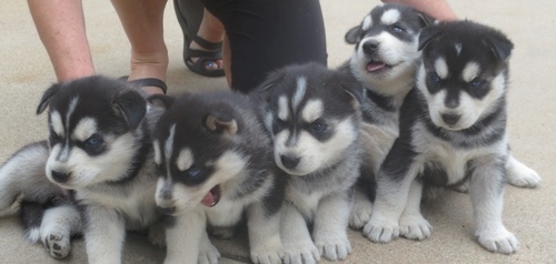 Siberian Husky puppies ready to go to their new homes