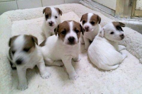 Jack Russell Terrier puppies ready to go to their new homes