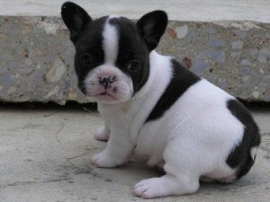 Good tempered french bulldog puppies for re-homing