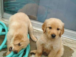 Good tempered Golden retrieve puppies for re-homing