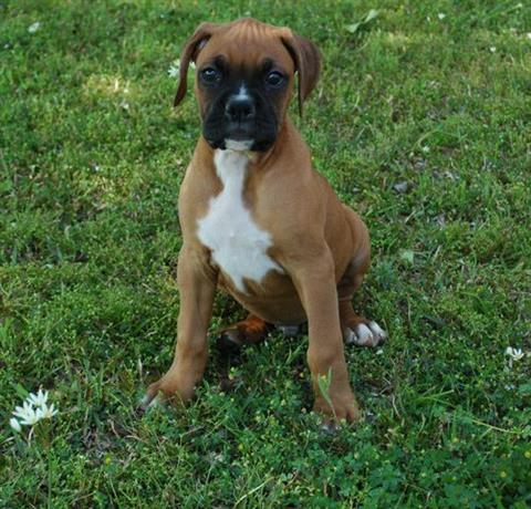 Good tempered boxer puppies for re-homing
