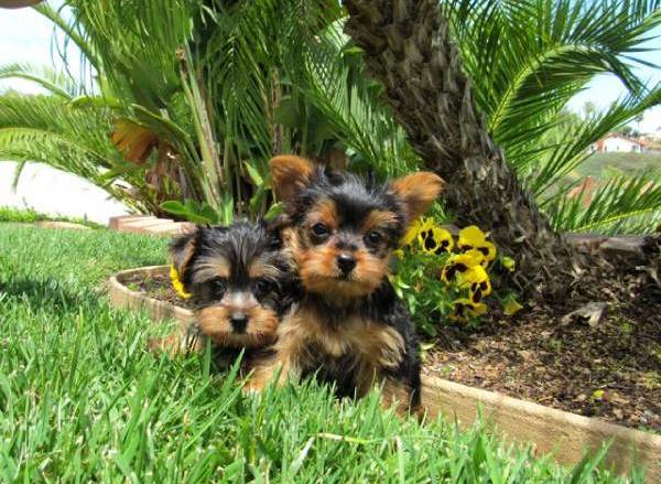 Good tempered yorkshire terrier puppies for re-homing