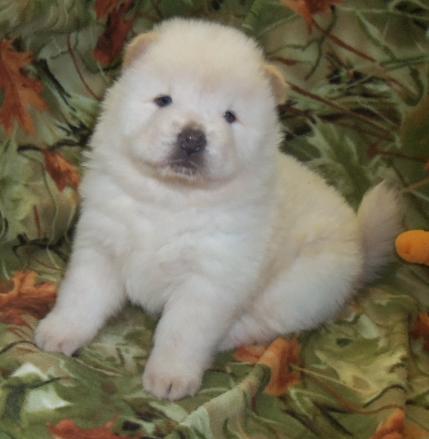 chow chow PUPPIES READY