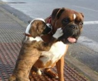 Boxer for sale