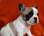 french bulldog  Brindle & White, Brindle, White, Fawn, Tan, Black Brindle, Cream