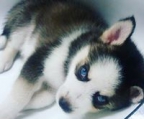 blue eyes husky