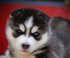 siberian husky pup, blue eyes