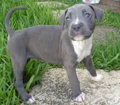 Adorable Pitbull puppies now 