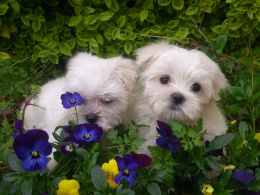 Maltipoo X Jack Russell Puppies  available