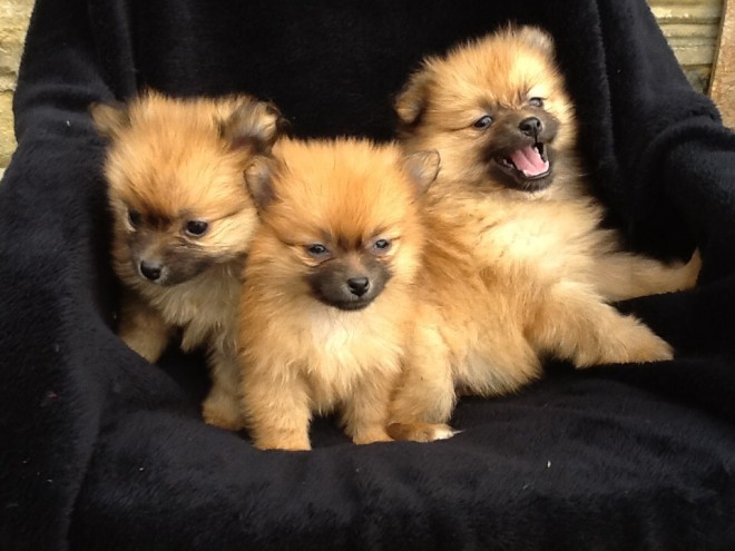 male and female  Pomeranian puppies