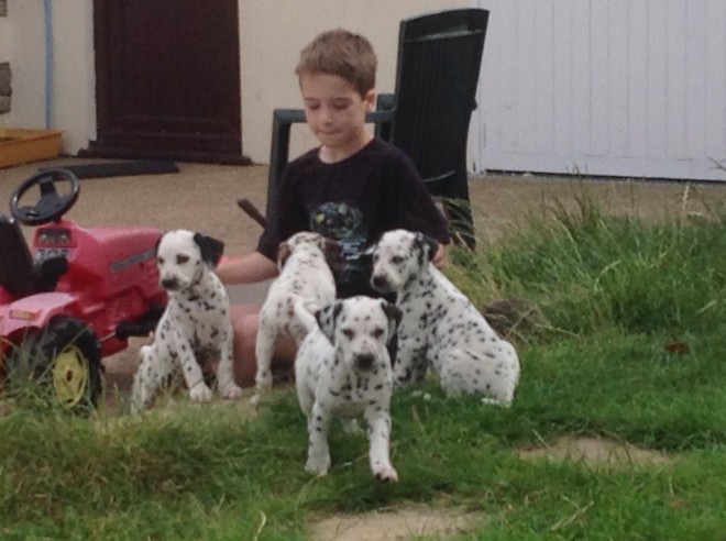 male and female Dalmatian puppies ready