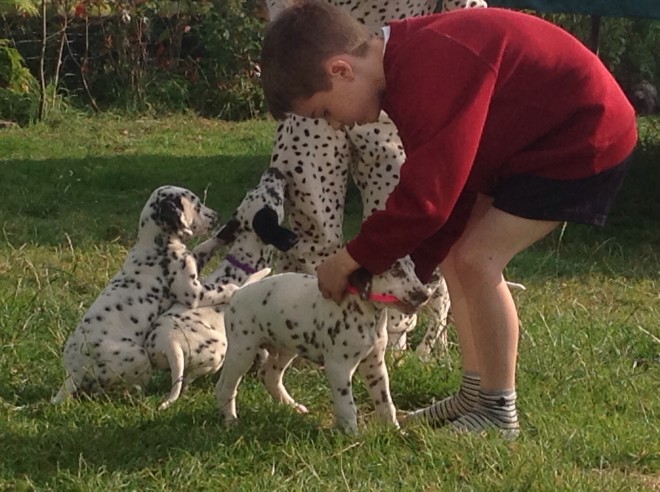 male and female Dalmatian puppies ready
