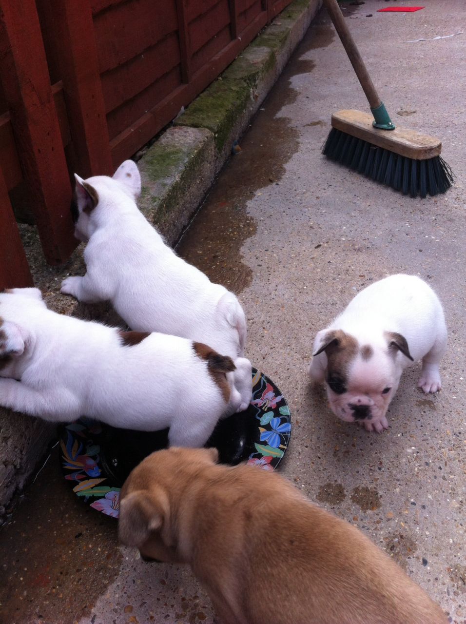 Cute male and female French Bulldog puppies available