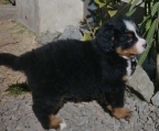 Bernese Pup for sale