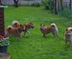 Shiba Inu Pups for sale