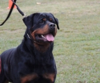Puppy for sale Rottweiler