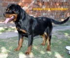 For sale Pups Rottweiler