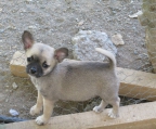 Chihuahua breeder in Ireland