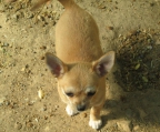 5 Pups Chihuahua for sale