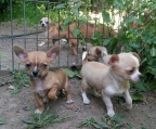 Pups Chihuahua tiny
