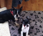 puppies for sale boston terrier