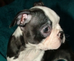 Pups for sale boston terrier