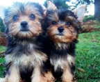 pups 1,5 month Yorkshire terrier