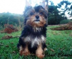 Puppies for sale Yorkshire terrier