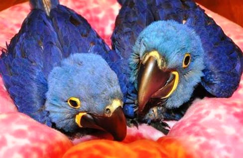  We Are Breeders Of Parrots And We Do Have High Quality Of Parrots And all different species of bird