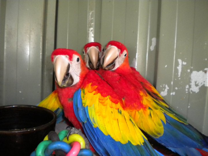Macaws ,parrots,conures,amazons and eggs.