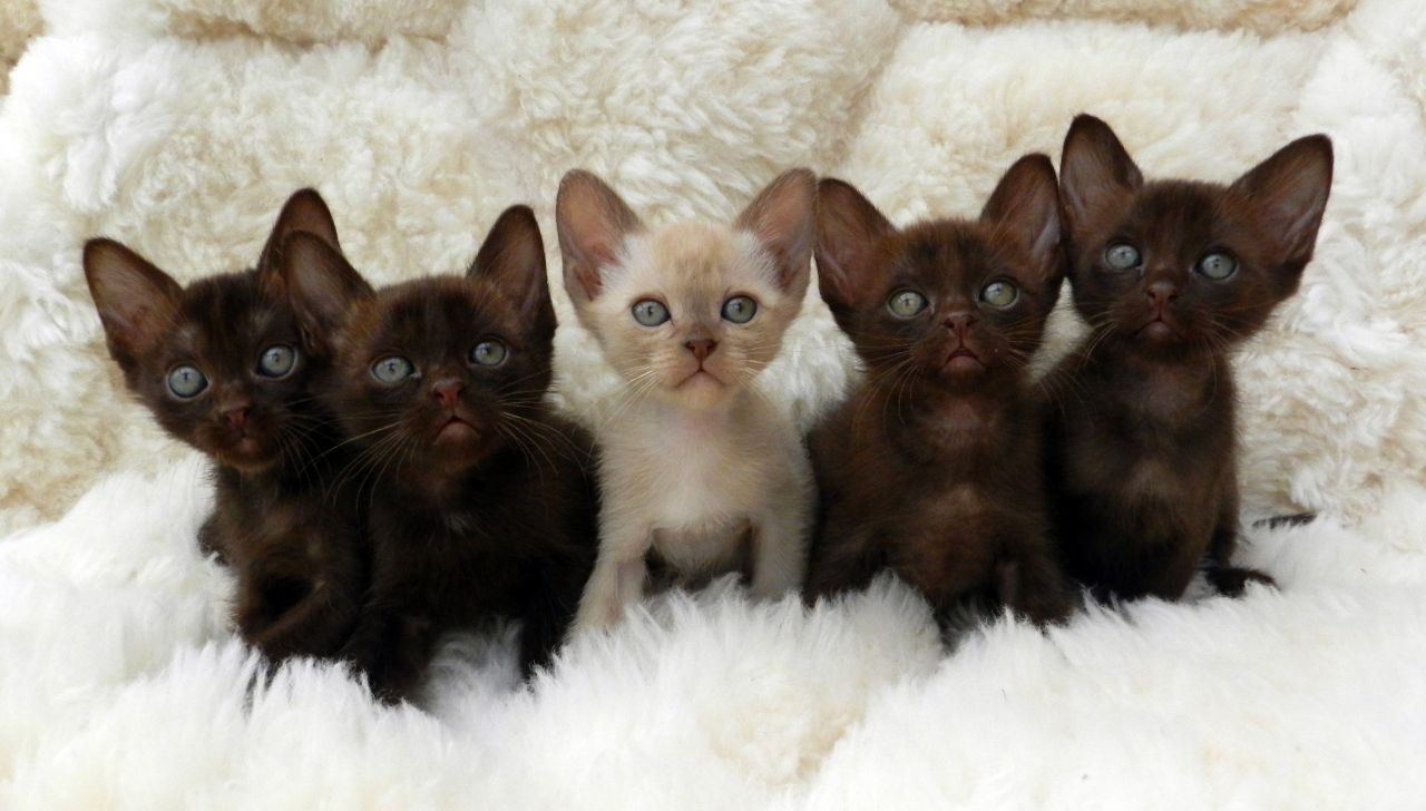 Beautiful Asian Burmese Kittens