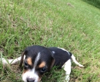 beagle puppy price 
