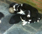 Puppies for sale Border Collie