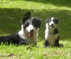 Puppies 6 weeks for sale breed Border collie