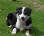 last pup in sale Border collie