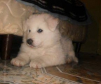 puppies for sale samoyed