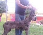 Pup for sale great dane 