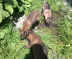 malinois puppies for sale