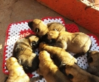 shepherd malinois for sale, 5 puppies avaliable