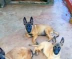 malinois for sale puppy