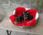 3 Male Yorkshire Terrier