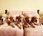 4 Puppies breed Golden retriever 