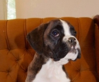 boxers Puppies for sale
