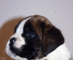 Puppies 1,5 month breed Boxer