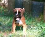 Pup boxer for sale