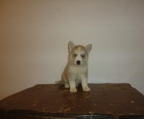 Puppy husky for sale