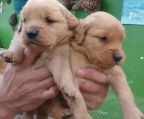 3 Pups Golden Retriever