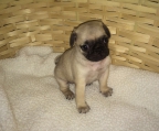 Puppy for sale Pug, male and female