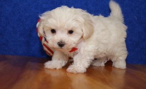 Good and playful Maltese Puppies